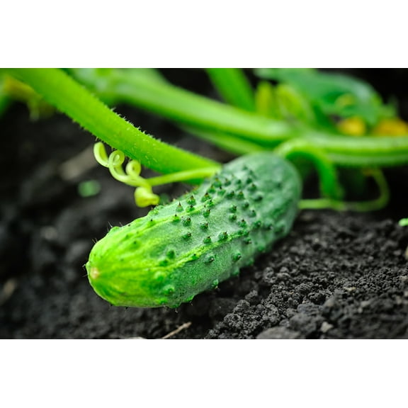 Parisian Pickling Pickler French Cornichon Cucumber Heirloom Premium Seeds Packet