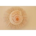 thumbnail image 3 of Millet, Karyn 18x13 Black Modern Framed Museum Art Print Titled - Ocean Treasures XI, 3 of 5