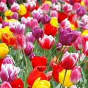 Mixed Triumph Tulip Flower Bulbs Value Bag - 14 Bulbs per Pack - Good as Cut Flowers - Good For Indoor Forcing - Grows Well In Containers