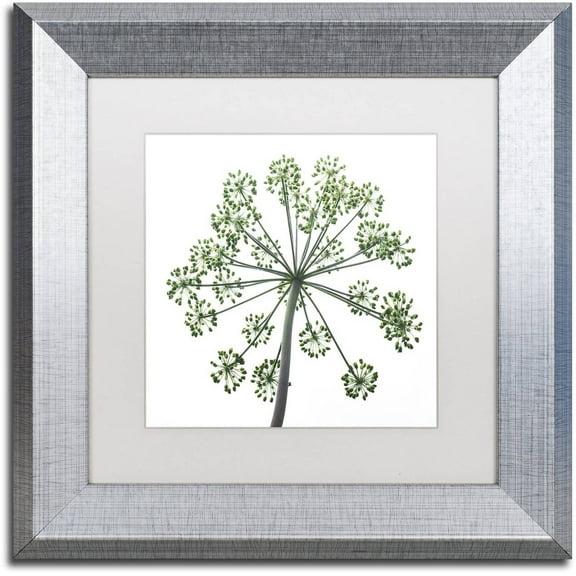 Trademark Fine Art "Nature's Amazing Wonder" Canvas Art by Kurt Shaffer, White Matte, Silver Frame