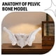 thumbnail image 4 of Life Size Female Pelvis Model, Hip Model - Female Anatomy Model, Hip Bone Pelvic Model Female Anatom, 4 of 5