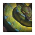 thumbnail image 4 of "Green Tree Python Shine" - Canvas, 4 of 25