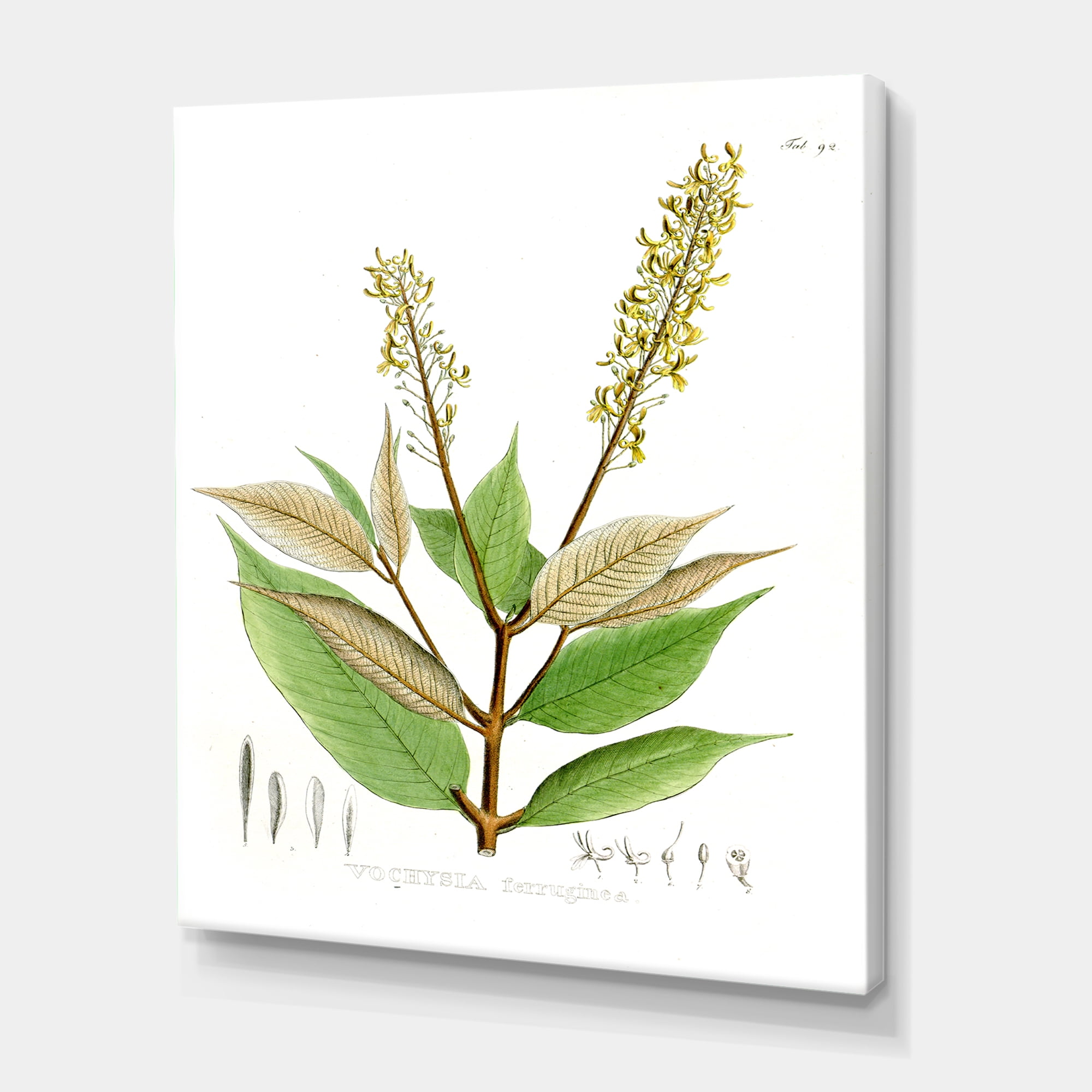 Ancient Brazilian Plant V 8 in x 12 in Painting Canvas Art Print, by Designart
