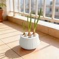 thumbnail image 4 of Hydroponic Green Onion Planter, Soil-Free Scallion Regrowing Kit for Kitchen Countertop, Reusable Indoor Water Planting Box, Fast Growing Vegetable Sprouter Tray for Home and Office, 4 of 4