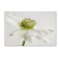 thumbnail image 2 of Trademark Fine Art 'White Anemone Flower' Canvas Art by Cora Niele, 2 of 4