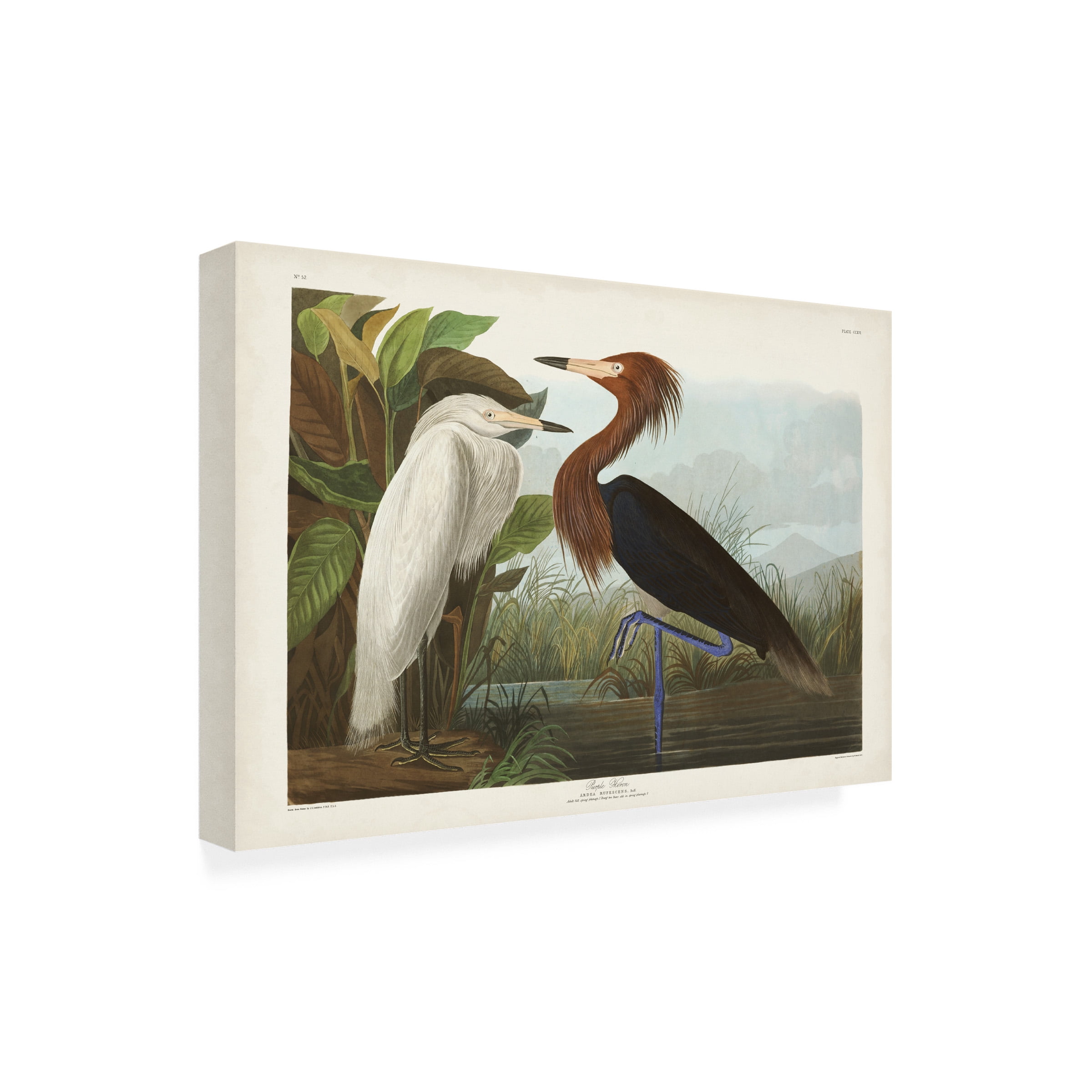 John James Audubon 'Purple Heron' Canvas Art