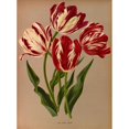 thumbnail image 2 of Arentine H. Arendsen 19x24 Gold Ornate Framed and Double Matted Museum Art Print Titled - Late Rose Tulips (1872-1881), 2 of 4