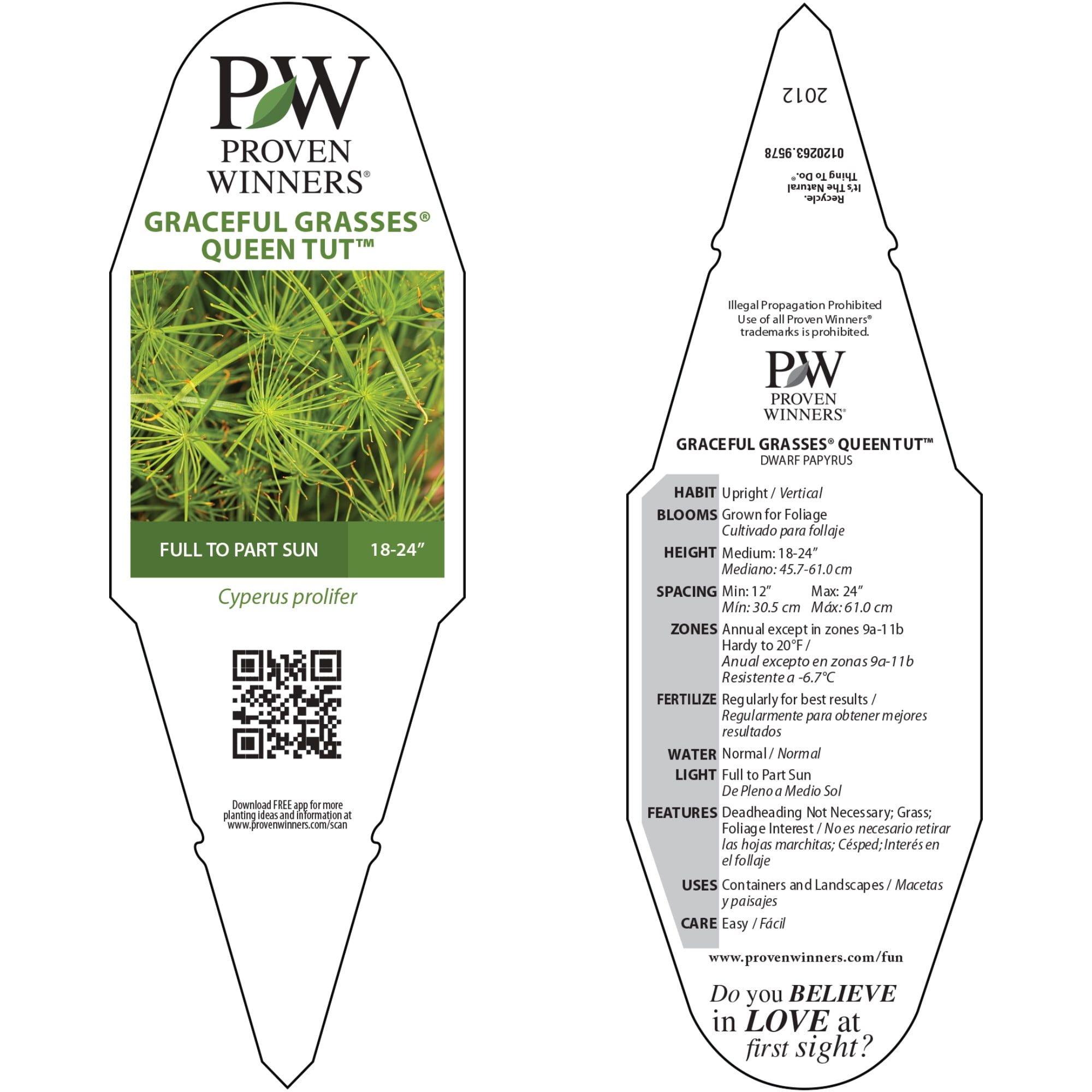 Proven Winners 5" Graceful Grasses Queen Tut Dwarf Papyrus Live Plant in 4.5" Pot (4 Count)