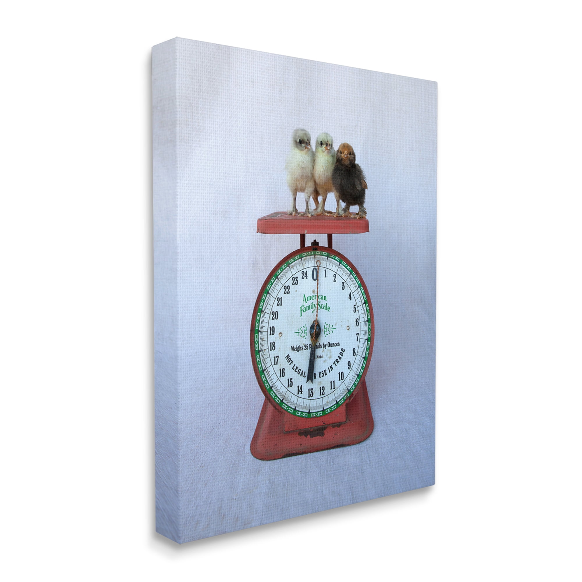 Stupell Industries Country Baby Chick Birds on Vintage Kitchen Scale Photograph Gallery Wrapped Canvas Print Wall Art, Design by Tania Soderman