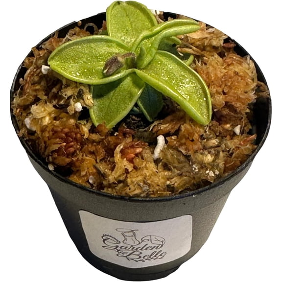 Primrose Butterwort (Pinguicula Primuliflora) Carnivorous Plant in 2" Pot