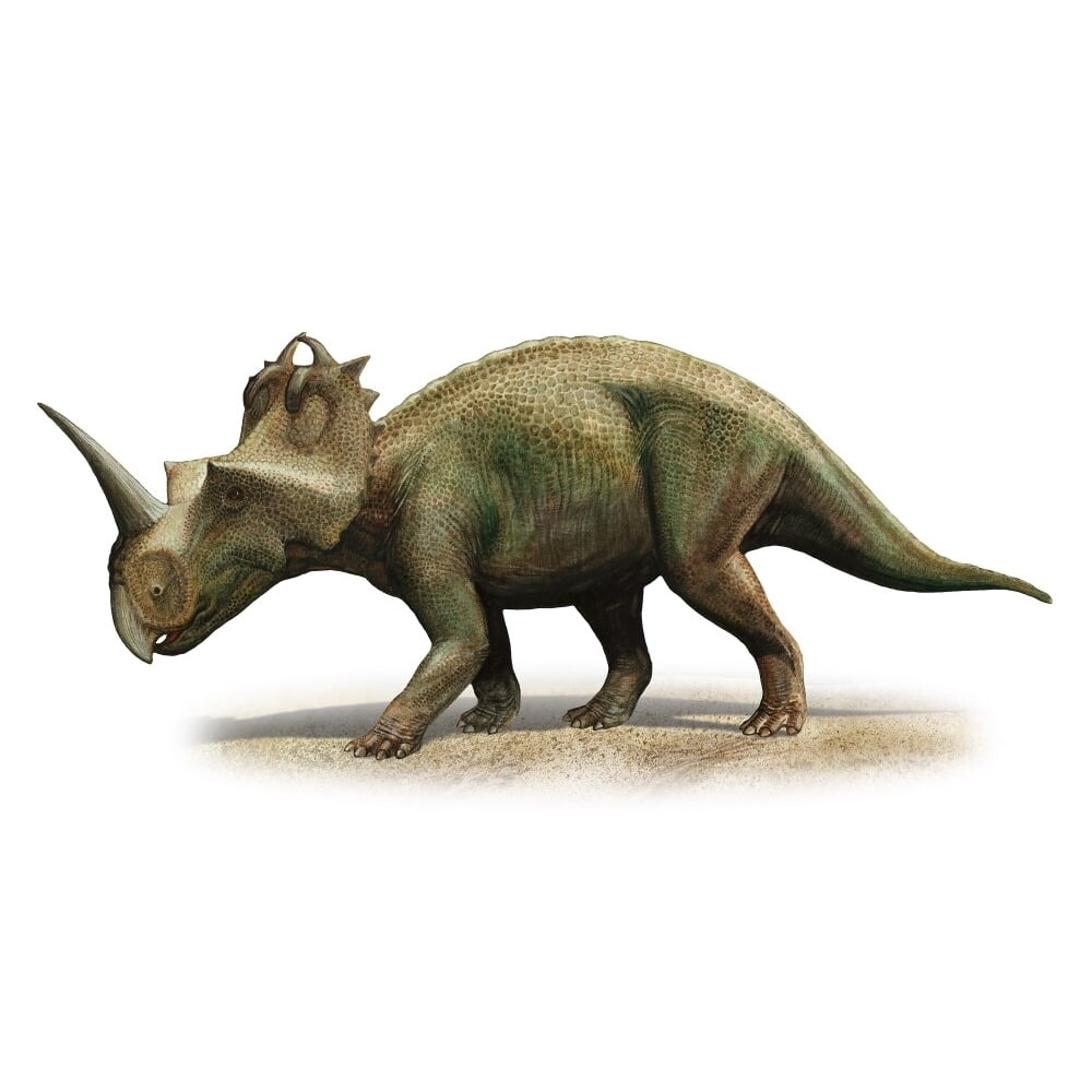 Centrosaurus apertus, a prehistoric era dinosaur from the Late Cretaceous period Poster Print