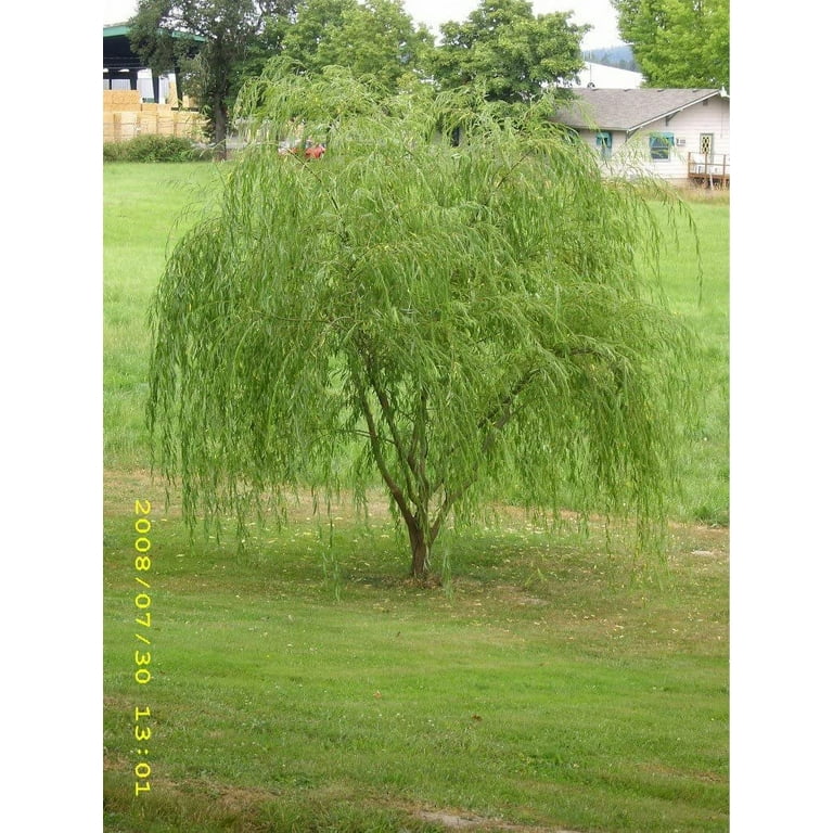 1 Weeping Willow Tree - Live Tree Plant Cutting - Memorial Gift - Beautiful  Arching Canopy Add Peace and Serenity - Grieving Gift- Pet Memorial