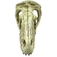 thumbnail image 2 of Komodo Raptor Skull, Large, 2 of 2