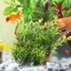 thumbnail image 2 of Prácticas Plantas De Agua De Simulación Plantas De Agua De Simulación De Pecera Para Pecera Acuario Animales Mascotas ANGGREK Otros, 2 of 8