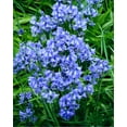 10 WOOD HYACINTH Mixed Colors English Woodland Spanish Bluebell Scilla