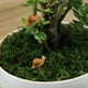 thumbnail image 2 of Figuras pequeñas de caracol de 20 piezas, minifiguras de caracol de jardín, decoraciones de caracol simuladas, 2 of 5