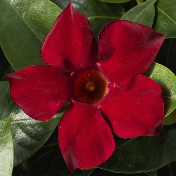 Proven Winners 5" Bombshell Red Rocktrumpet Live Plant in 4.5" Pot (4 Count)