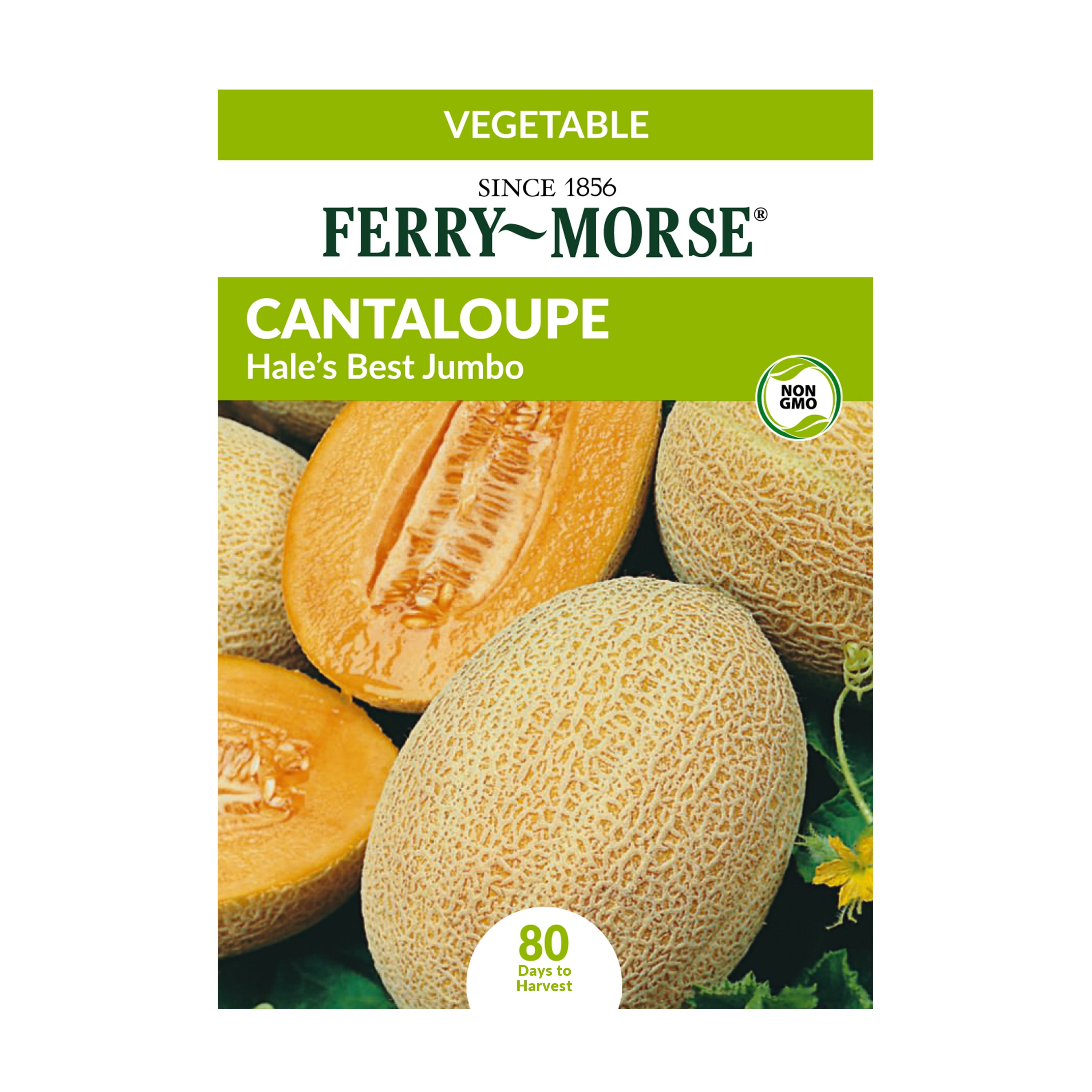 FerryMorse 170MG Cantaloupe Hale's Best Jumbo Vegetable Plant Seeds