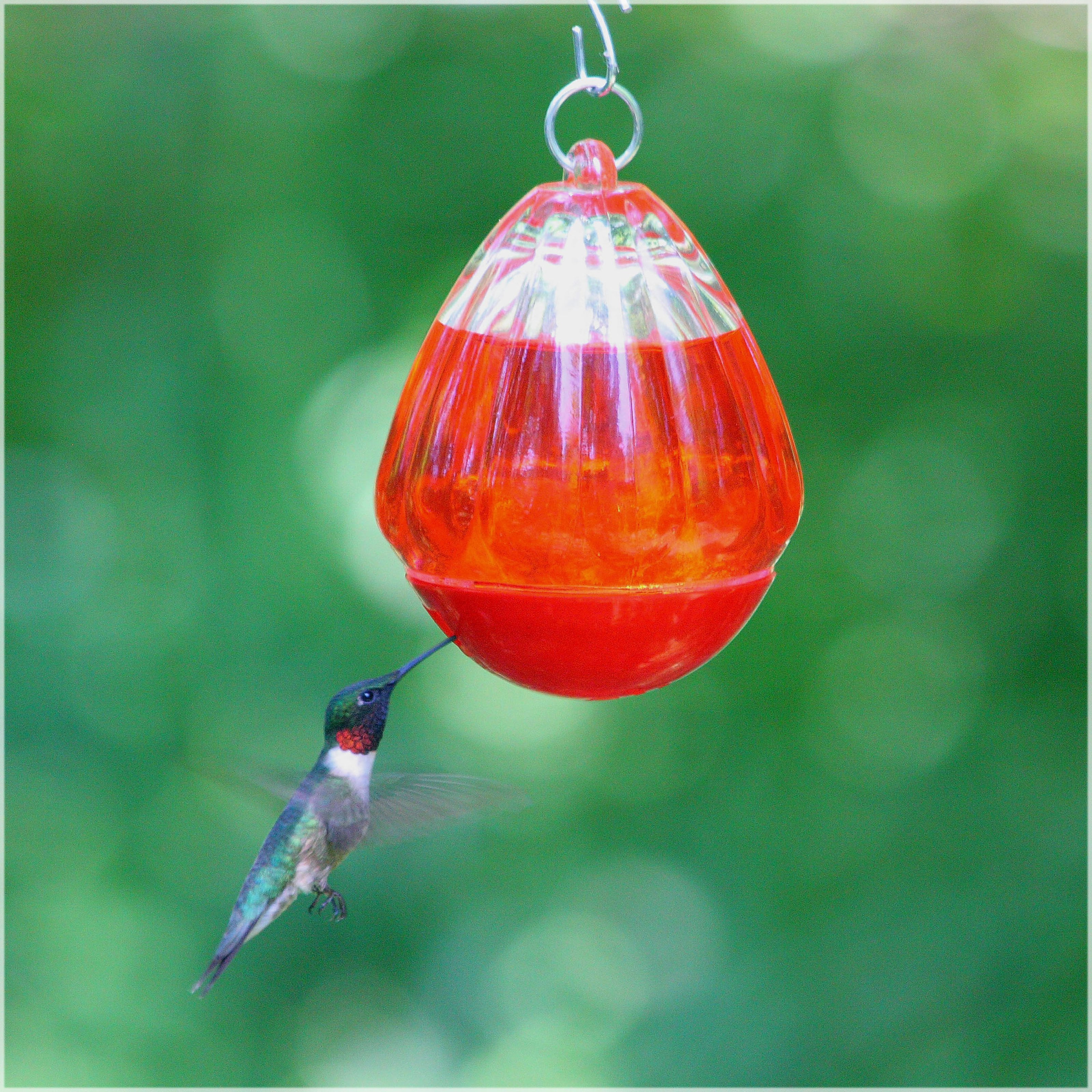 PerkyPet Round 10 oz Glass Hummingbird Feeder