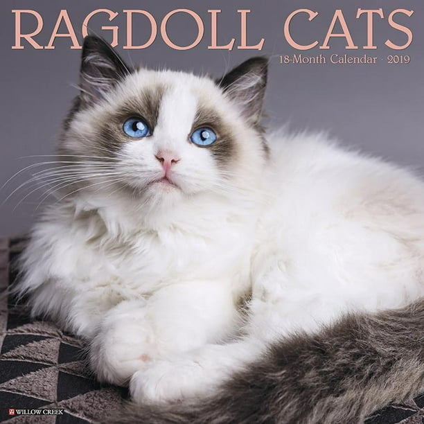 Ragdoll Cats 2019 Wall Calendar (Other) - Walmart.com Ragdoll Cats 2019 Wall Calendar (Other) - Walmart.com