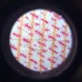 thumbnail image 4 of Microscopio de Bolsillo 50X, Microscopio de Tipo Pluma de Medición Preciso Lupa Ligera Multifuncional para Laboratorio, 4 of 7