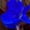 Blue, variant on Canna,  Low Maintenance -Excellent Display, Easy Grow - Ideal for Beds Borders, Plant Pots & Planters.