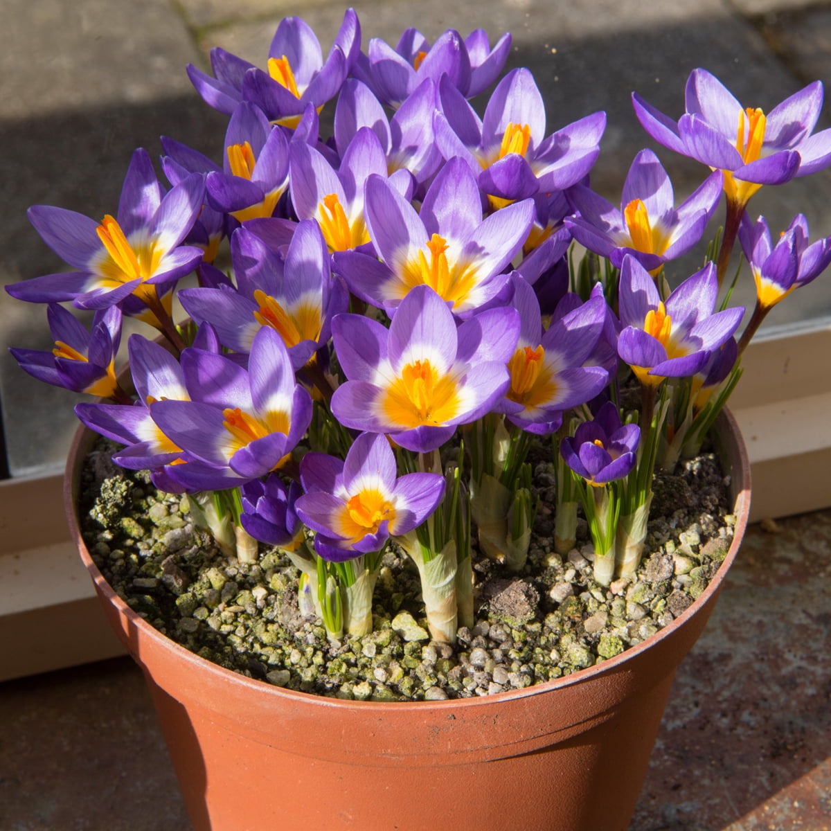 Van Zyverden Crocus sieberi Tricolor (Set of 10 Dormant Bulbs) Full Sun, Multicolor, Annual
