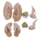thumbnail image 4 of De Cráneo Coloreada De Tamaño : 8 Piezas Extraíbles Modelo De Encefálico Cerebral Suministros De, 4 of 9