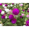 Graffiti GRDN Globe Amaranth STF9 Gomphrena Globosa Mix Gomphrena