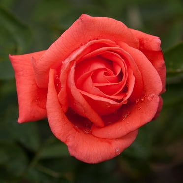 Heirloom Roses - Purple Beauty Hybrid Tea Rose Bush - Fragrant Roses ...