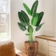 thumbnail image 1 of 5 ft artificial bird of paradise plant con trunks - ideal para para indoor/outdoor, home/oficina decor, perfect housewarming gift, 1 of 6
