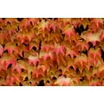 thumbnail image 5 of 10 Seeds BOSTON IVY Wall Ivy Parthenocissus Tricuspidata Veitchii Flower Vine, 5 of 11