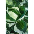 thumbnail image 4 of Japanese Mibuna Cabbage Seeds/ Annual/ Full Sun/  9K Seeds 1 oz/ Zellajake Farm and Garden - B293, 4 of 5