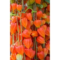 Chinese Lantern Seeds for Planting | 100  Seeds | Stunning Lantern Like Blooms