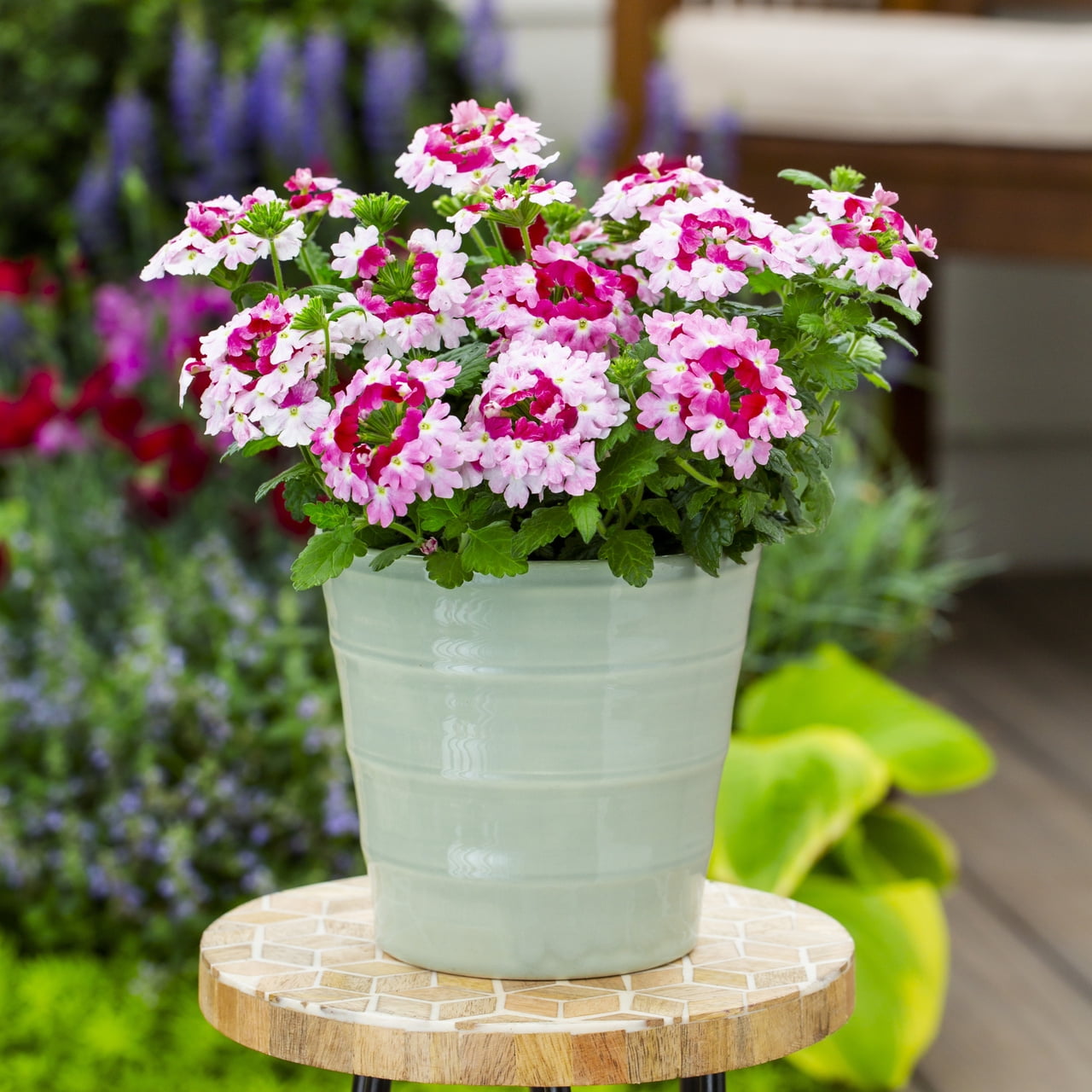 Proven Winners 1.5PT Multicolor Rose Verbena Live Annual Plant Sun 5-Pack