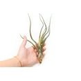 thumbnail image 3 of Large Air Plant Baileyi 6 to 8 Inches - Available in Wholesale and Bulk - Live Succulent House Plants - Home and Garden Decor - Easy Care Indoor and Outdoor Plants (Pack of 12), 3 of 12