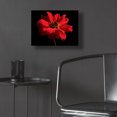 thumbnail image 5 of Epic Art 'Red Flower on Black 01' by Tom Quartermaine, Acrylic Glass Wall Art, 16"x12", 5 of 8