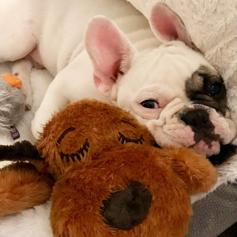 Brown and White Snuggle Puppy