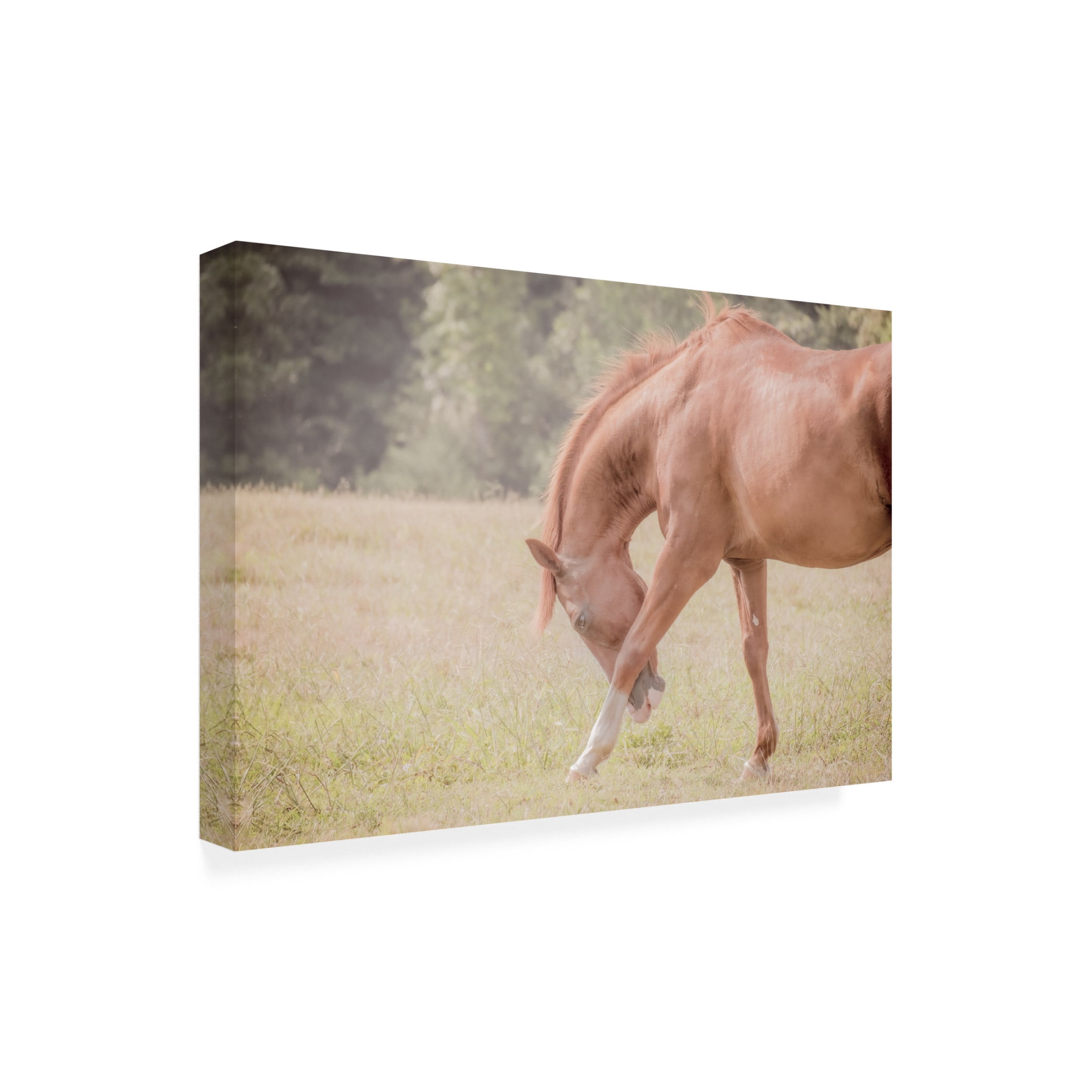 Canvas Wall Art - Life BeautifuLEE 'Horse Softly Bowing' Wall Art for Living Room, Bedroom, or Office Décor by Trademark Fine Art - 19 x 12 Inches
