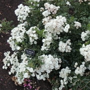 Heirloom Roses - Alba Meidiland® Landscape Rose Plant