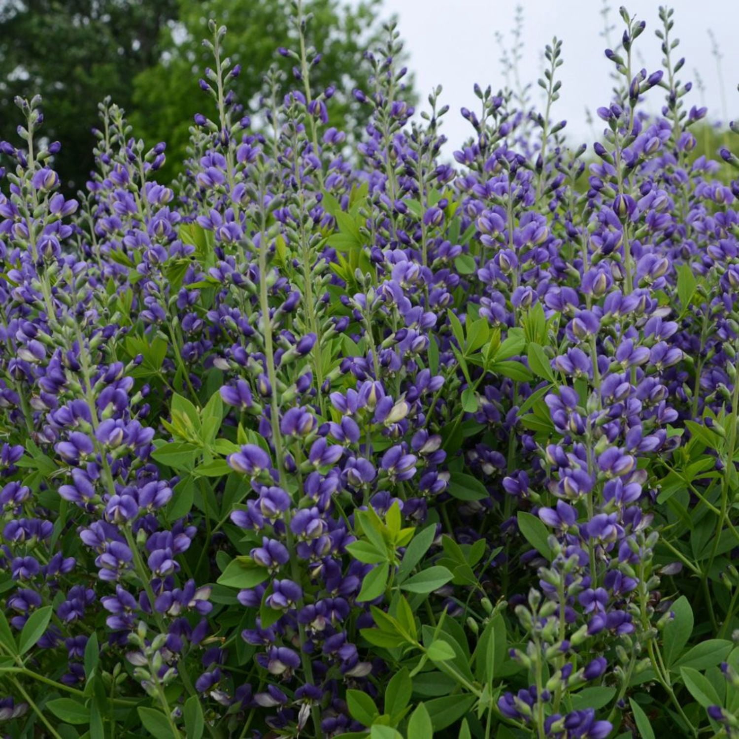 Proven Winners 6" Decadence 'Blueberry Sundae' False Indigo Live Plant in 7.5" Pot