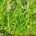 thumbnail image 4 of Geusi Vounou Organic Dried Rosemary, 80g | Greek Rosemary Herb, 4 of 4
