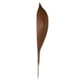 thumbnail image 1 of Vickerman H2PAS000-3 24-30 Po. Palm Paddles Arbre de Floride Naturel, 1 of 1