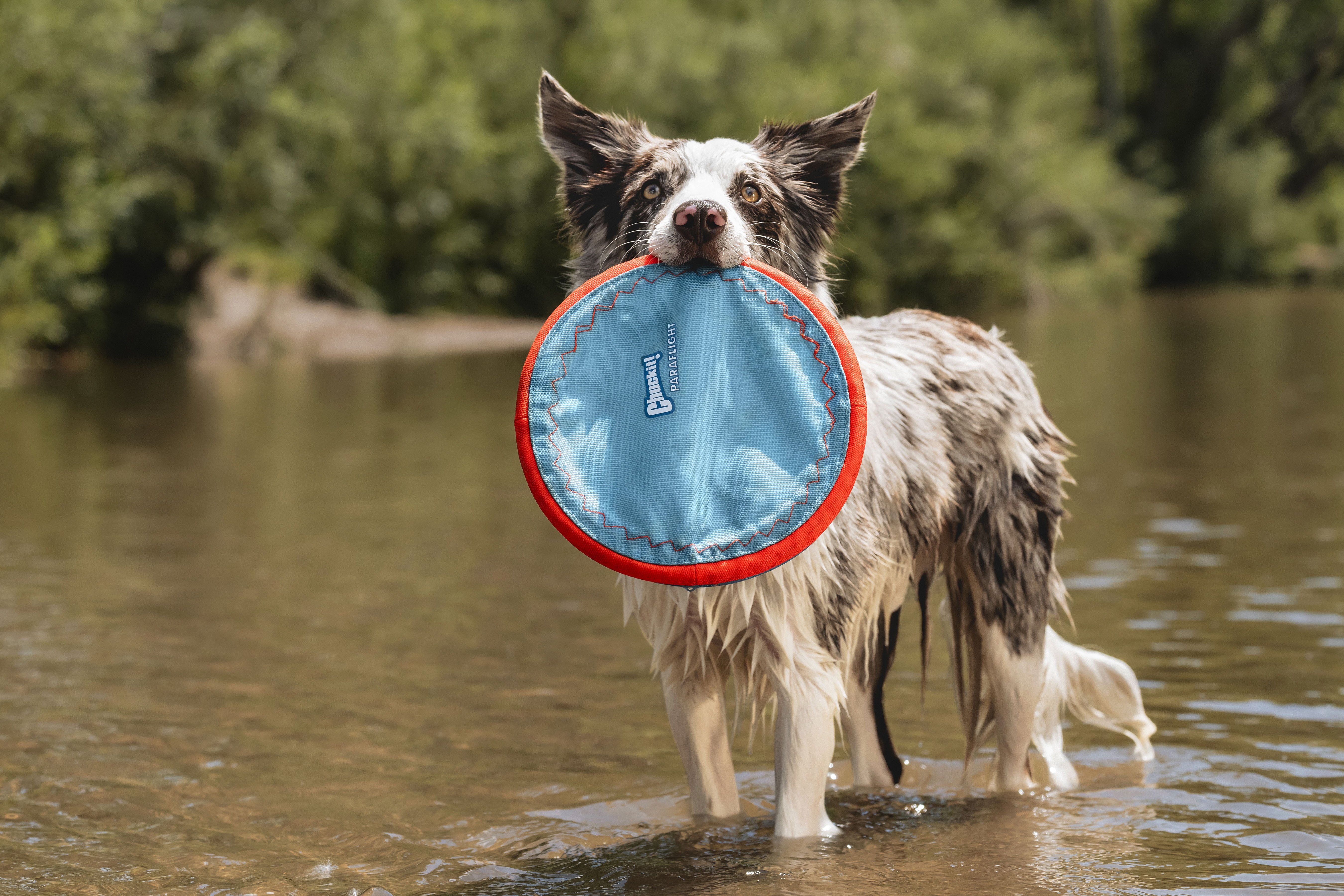 (4 pack) Chuckit! Paraflight Flying Disc Nylon Frisbee Dog Toy for Pools, Beach Waterplay, Large 10.25" for Dogs 60-100 lb, Multicolor