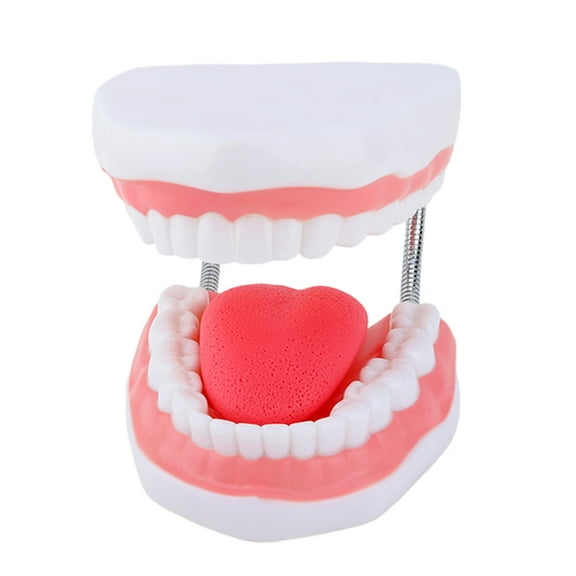 Jesscasday Enlarged Teeth Tongue Anatomy Model Human Teeth Model with Removable Tongue