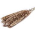thumbnail image 4 of 15 Panpas Reeds, 60 Cm Panpas Reed Flower Vase 15pcs Dry Pampas Reed Flower Bottle Decoration, 4 of 4