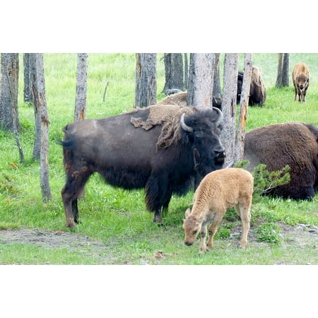American Bison Bull Canvas Print Bison American Buffalo Animal Bull Mammal Wild Stretched Canvas 10 x 14 ()