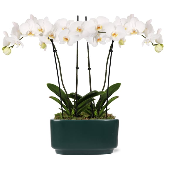 Green Circle Growers 10" White Orchid Duo Live Plants in Green Decorative Planter – Mother’s Day Gift Orchid