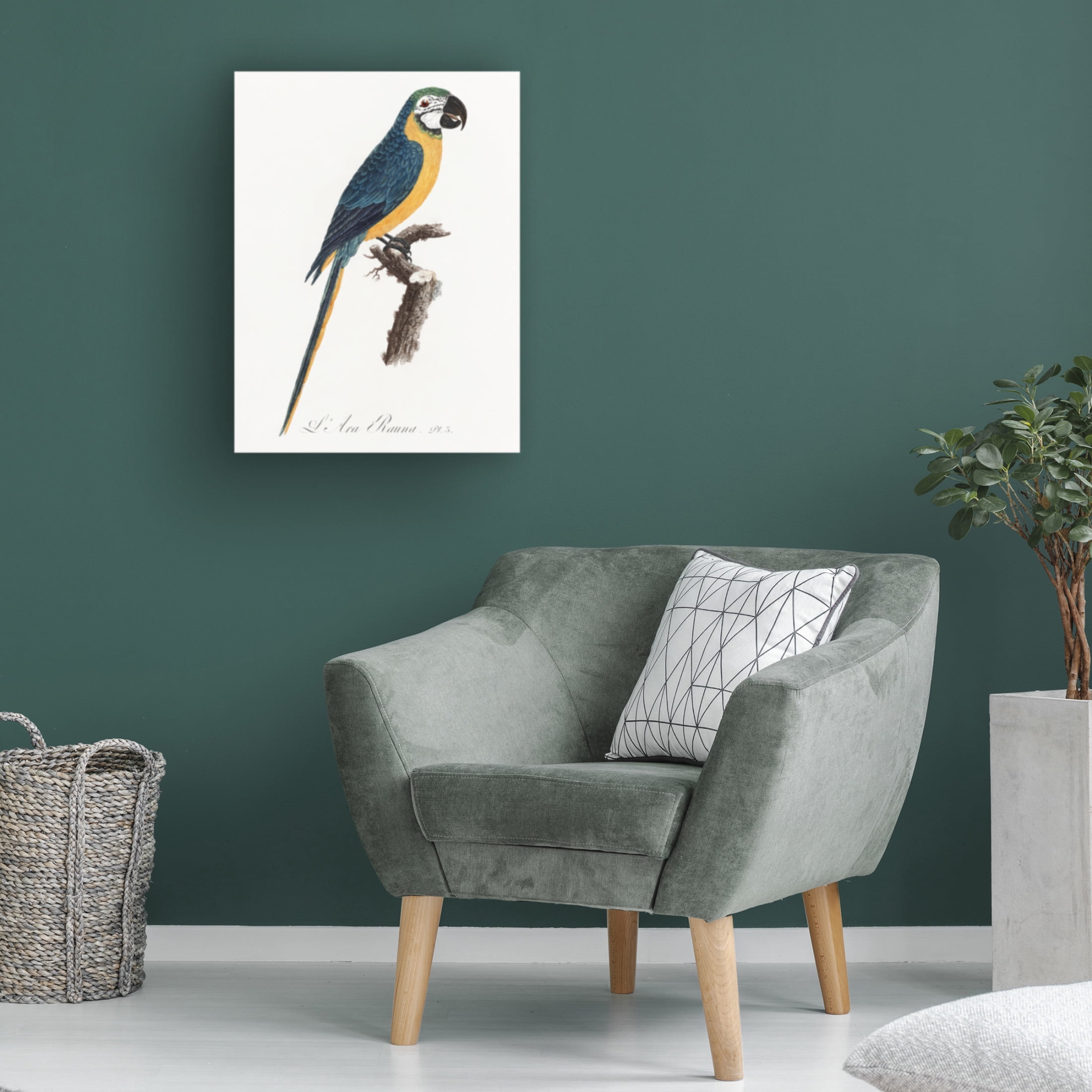 Trademark Fine Art Francois Levaillant Levaillant Parrot I Canvas Wall Art