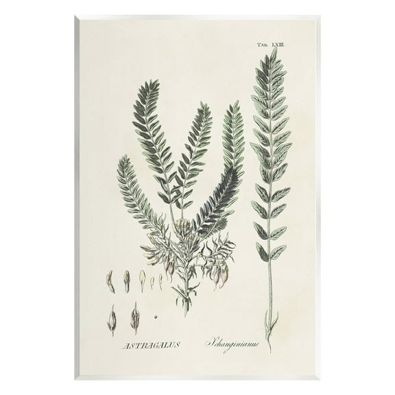 Stupell Industries Forest Leaves Diagram Botanical & Floral Painting Unframed Art Print Wall Art, 10 x 15